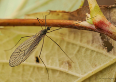 Trichocera
