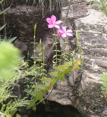 Chironia melampyrifolia