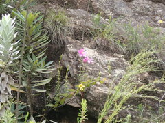 Chironia melampyrifolia