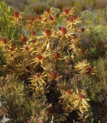 Leucadendron laureolum