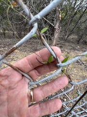 Metastelma barbigerum