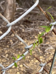 Metastelma barbigerum