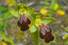 Ophrys phaidra