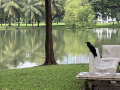 Corvus macrorhynchos levaillantii