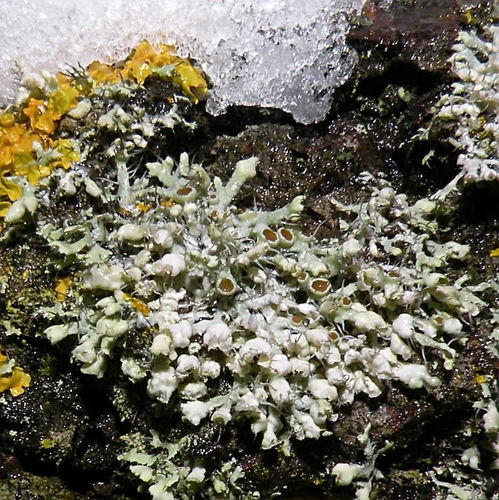 Atkilioji žiauberė nuotrauka