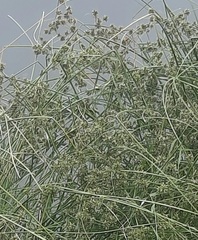 Cyperus ochraceus