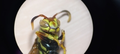 Polistes exclamans