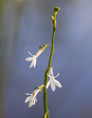 Lobelia dortmanna