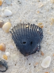 Argopecten irradians