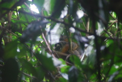 Aotus nigriceps