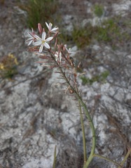 Trachyandra ciliata