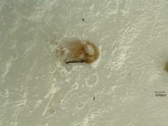 Cicadula placida