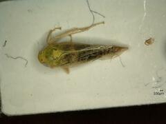 Cicadula placida