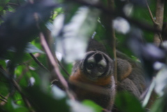 Aotus nigriceps