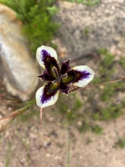 Moraea lurida