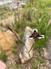 Moraea lurida