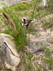 Moraea lurida