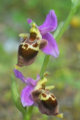 Ophrys heldreichii