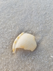 Semicassis granulata