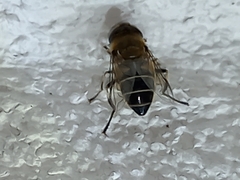 Eristalina