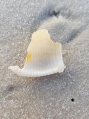 Semicassis granulata