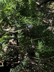Asparagus aethiopicus