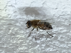Eristalina