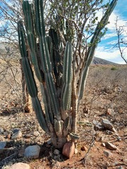 Cereus jamacaru