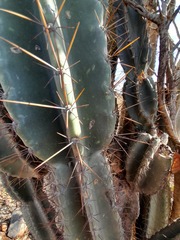 Cereus jamacaru