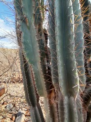 Cereus jamacaru