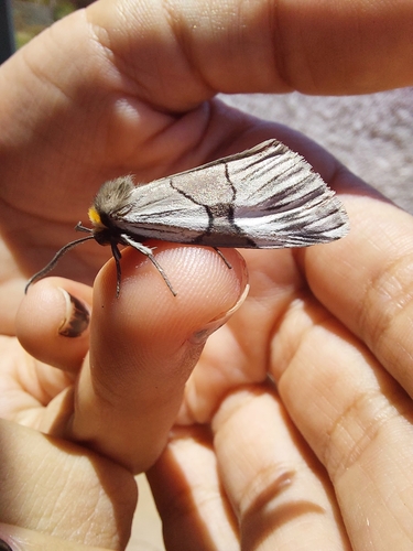 Oxythaphora delta