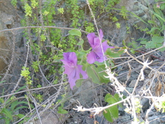 Alstroemeria violacea