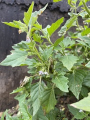 Solanum physalifolium