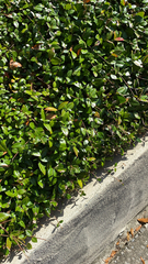 Trachelospermum asiaticum