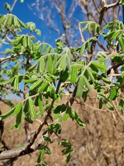 Commiphora mollis