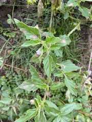 Solanum physalifolium