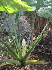 Xanthosoma