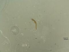 Linnavuoriana decempunctata