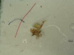 Linnavuoriana decempunctata