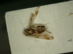 Linnavuoriana decempunctata