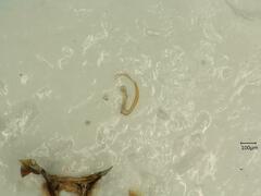 Macrosteles laevis