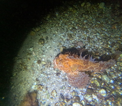 Hemitripterus americanus