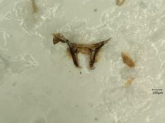 Macrosteles laevis