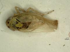 Macrosteles laevis