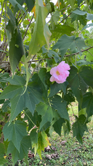 Hibiscus mutabilis