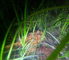 Hemitripterus americanus