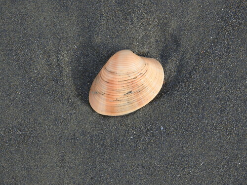 Paphia amabilis observed 2022-11-02