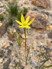 Bobartia filiformis