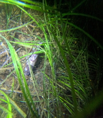 Gadiformes