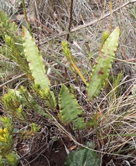 Tritoniopsis flexuosa